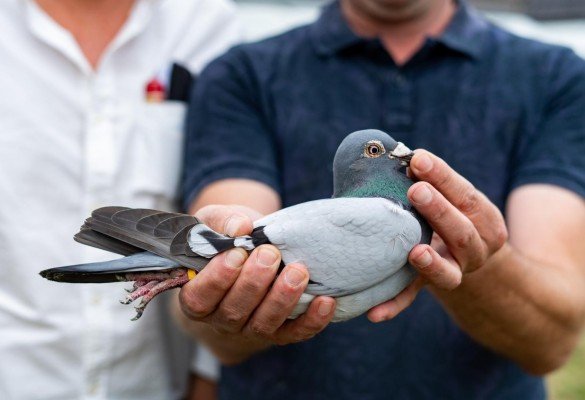 National winner Libourne Old birds Team Hooymans BE